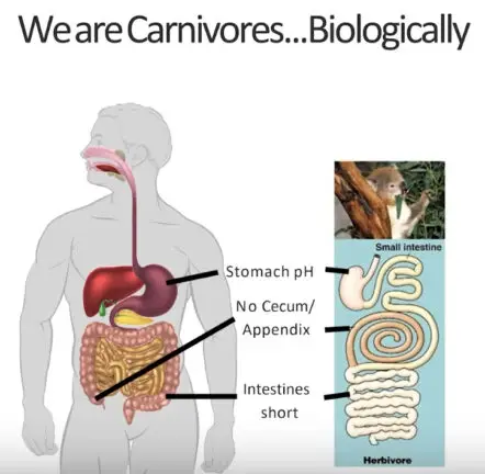 carnivore diet-1