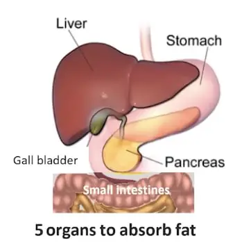 carnivore diet 1