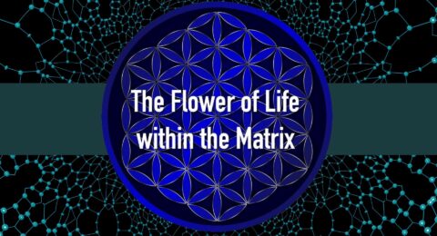 flower of life tree of life