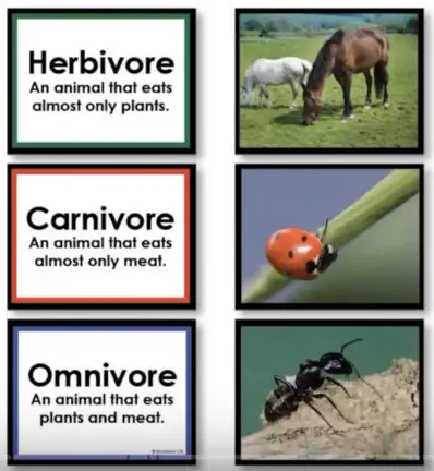 carnivore-diaet-1