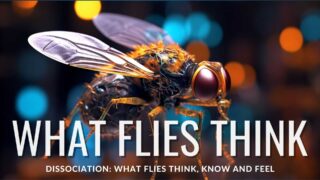 Animal Science: What Flies think, feel and know…