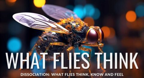 what flies think
